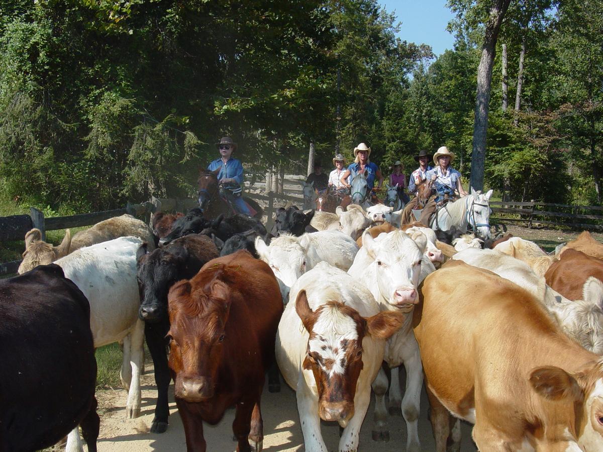 French Broad Outpost Ranch Del Rio Ngoại thất bức ảnh